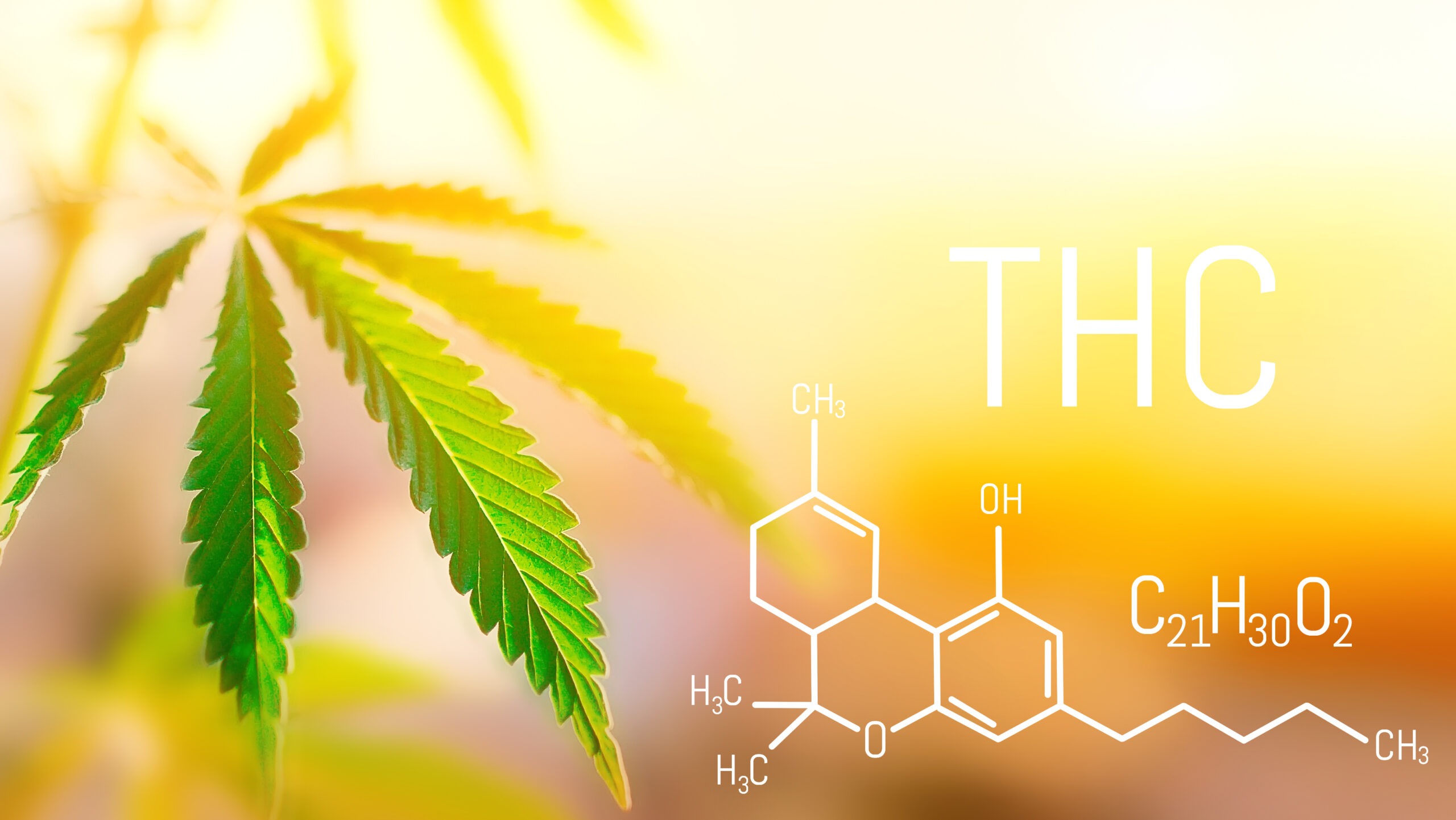 Cannabis,Oil,Tetrahydrocannabinol,With,Marijuana,Plant.,Thc,Concept.,Hemp,Industrial
